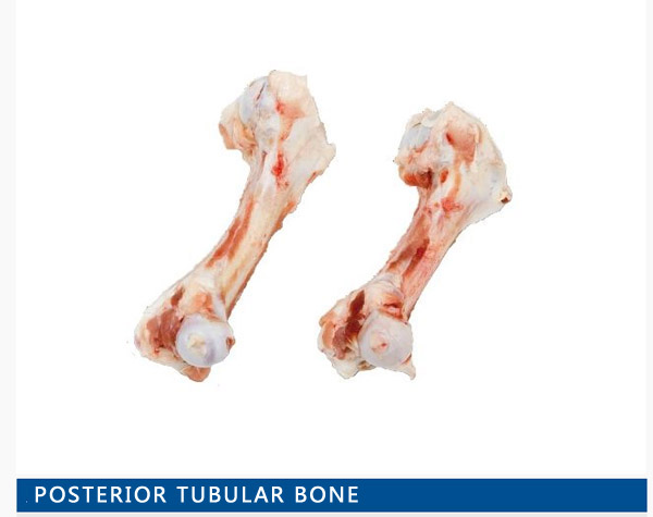 Humerus bones& femur bones