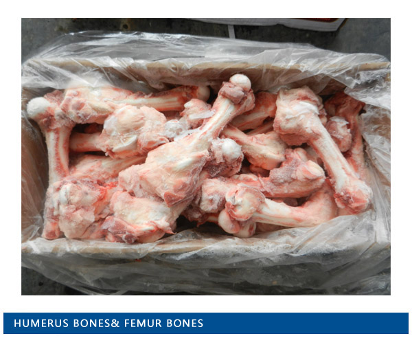 Humerus bones& femur bones