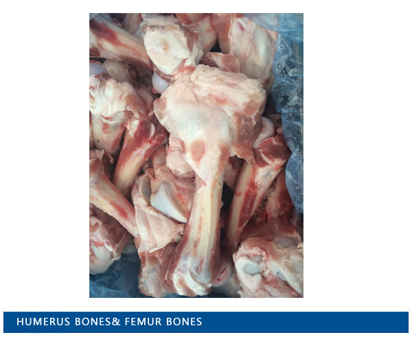 Humerus bones& femur bones