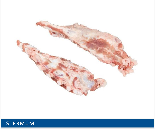 stermum bone