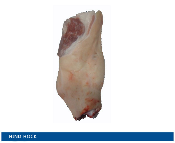 hind hock